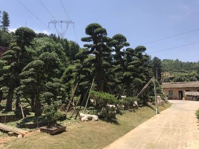 貴陽苗木的栽培技術信息|貴州誼信園林綠化工程