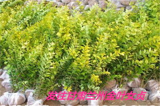 宿豫地被黃楊 衛矛哪里能買到 產品新聞 沭陽縣花香千里苗木合作社