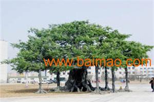 古建牌樓工程隊(duì) 匯景園林sell 廊坊塑樹 古建牌樓工程,古建牌樓工程隊(duì) 匯景園林sell 廊坊塑樹 古建牌樓工程生產(chǎn)廠家,古建牌樓工程隊(duì) 匯景園林sell 廊坊塑樹 古建牌樓工程價(jià)格